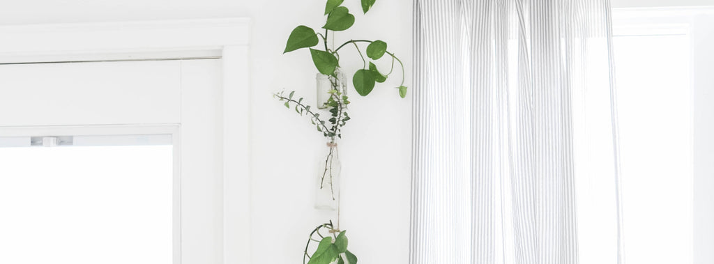 DIY Plant Wall Hanging